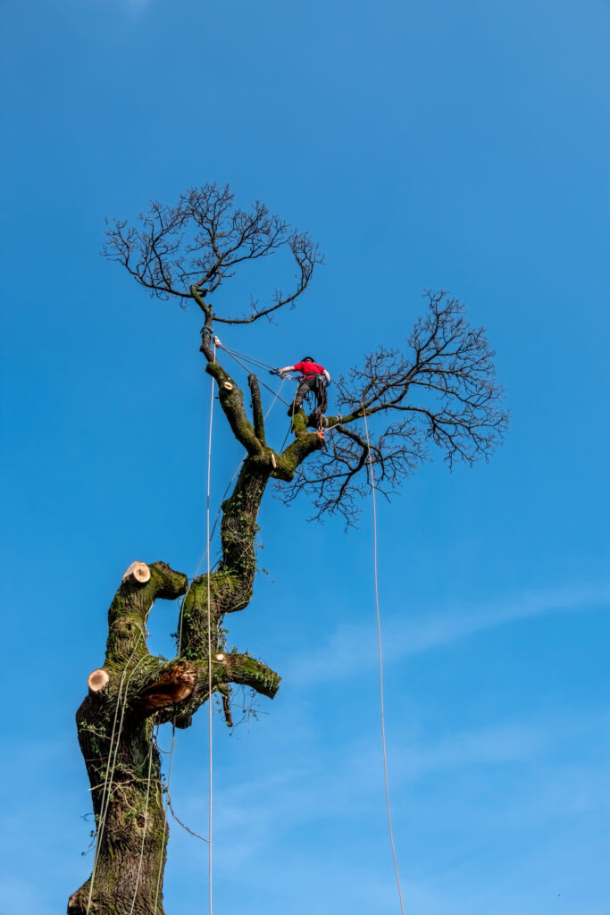 Baumpflege Solingen